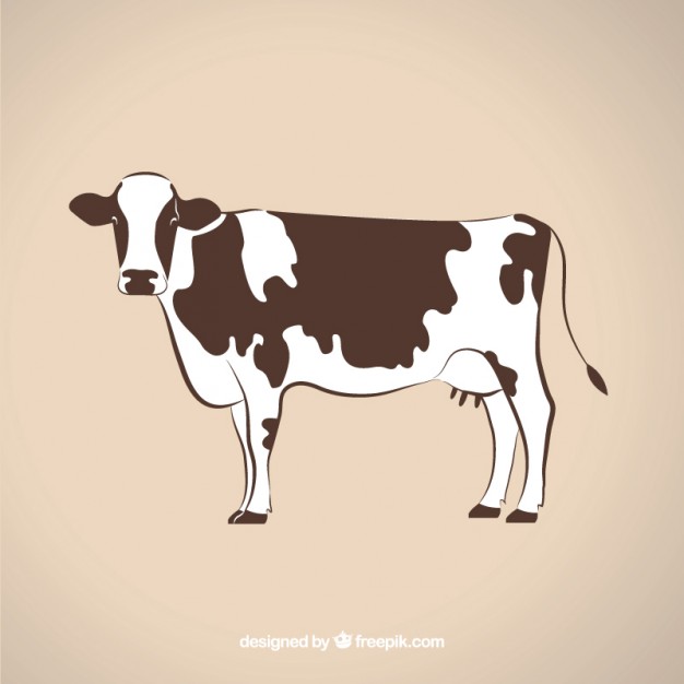 626x626 Cow Vectors, Photos And Free Download