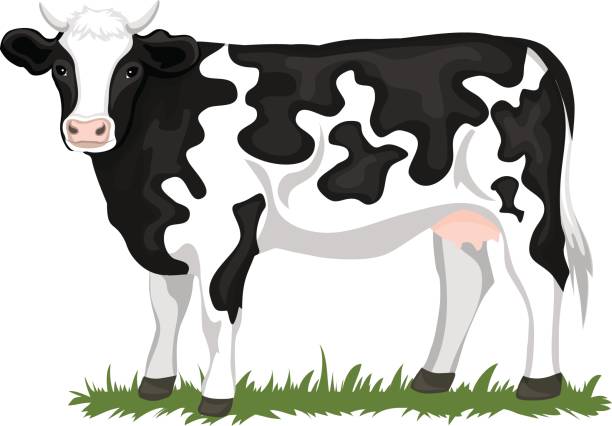 612x426 Stylish Cow Clipart Images Unbelievable Top Holstein Clip Art