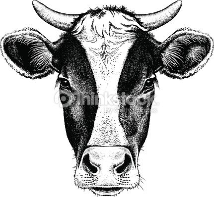 431x398 Black And White Sketch Of A Friesian Cow's Face Vector Portrait
