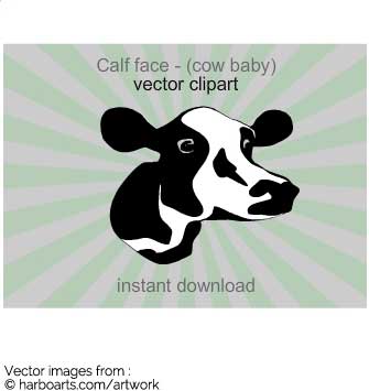 335x355 Download Cows Face Of A Young Calf