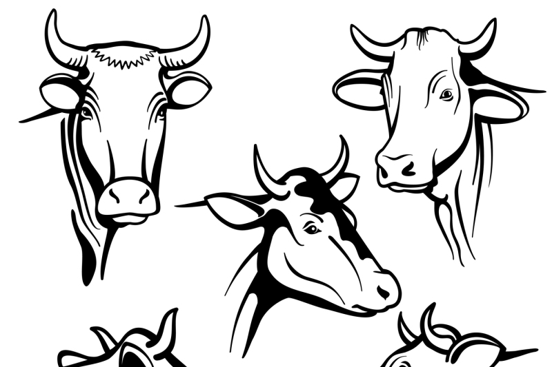 800x533 Isolated Cow Head Vector Portraits, Cattle Faces For Farm Natural