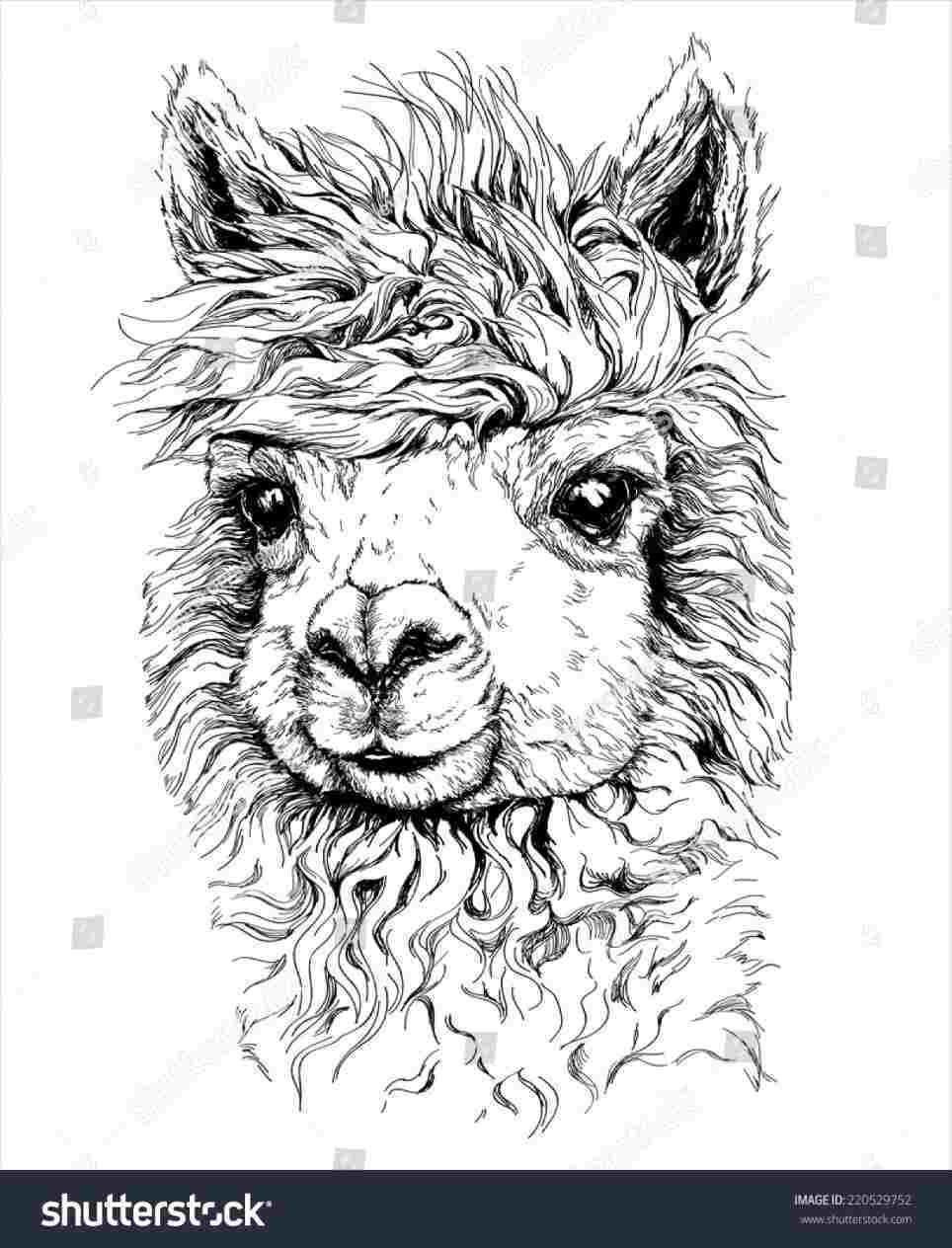 964x1264 Sketch Cow Face Drawing