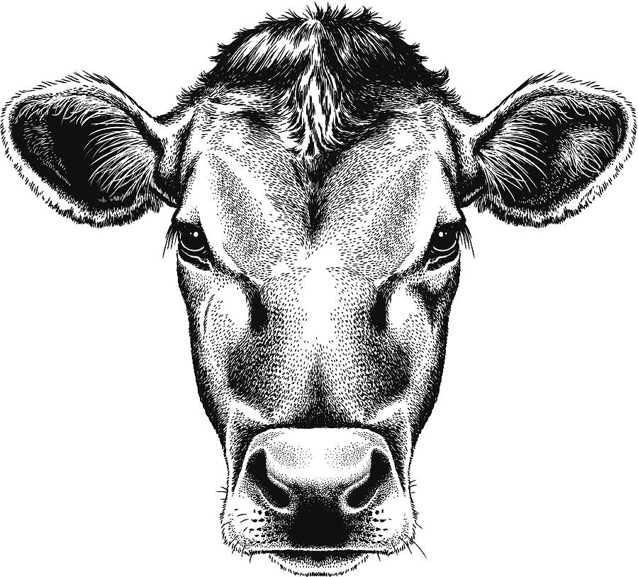900x814 Vector Illustration Portrait Of A Cow's Face Drawing