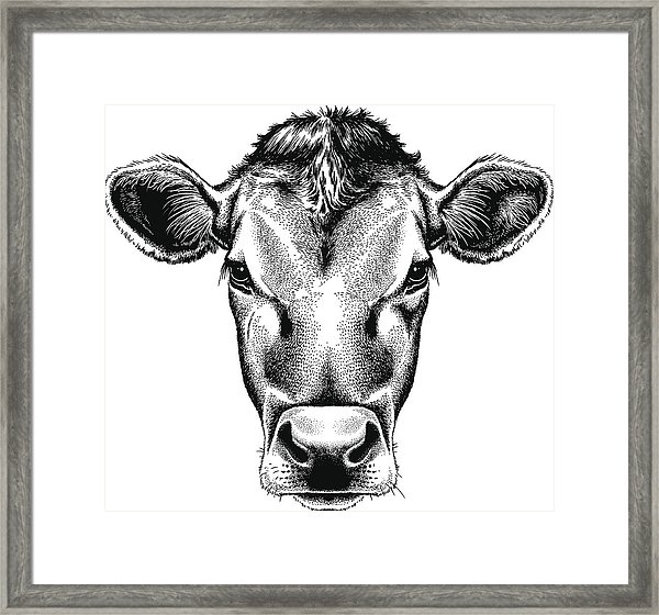 600x560 Vector Illustration Portrait Of A Cow's Face Framed Print