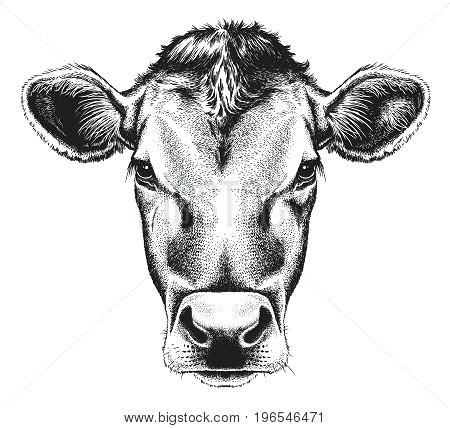450x428 Cow Face Drawing
