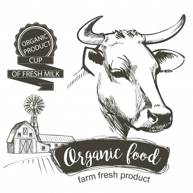 626x626 Cow Head Vector Free Download