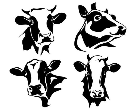 570x466 Cow, Cow Head, Dairy Cow, Milk Cow, Silhouette,graphics