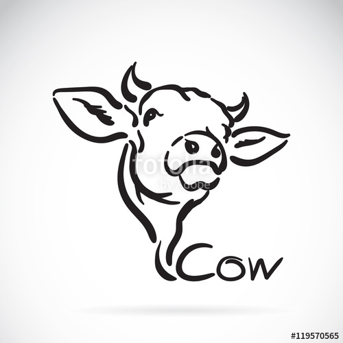 500x500 Vector Of A Cow Logo On White Background Stock Image And Royalty
