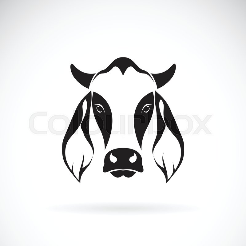800x800 Vector Of Cow Head Design On White Stock Vector Colourbox