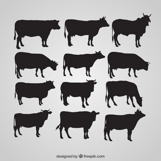 626x626 Cow Vectors, Photos And Free Download