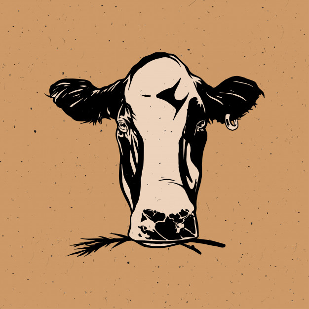 626x626 Cow Head Vector Premium Download