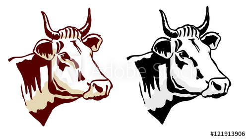 500x280 Cow Head Vector Illustration Two Coloring Tones