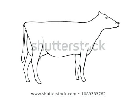 450x320 Cow Outline Hand Draw Cow Outline Vector Illustration Outline