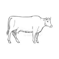200x200 Hand Draw Cow Outline Vector Illustration Stock Vectors