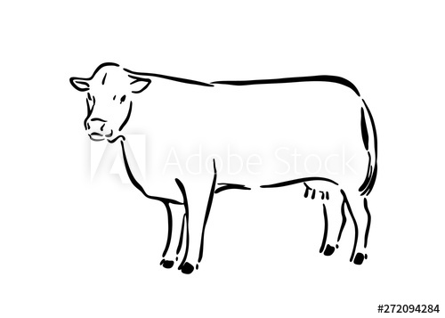 500x357 Hand Drawn Cute Cow Sketch Illustration Vector Black Ink Drawing