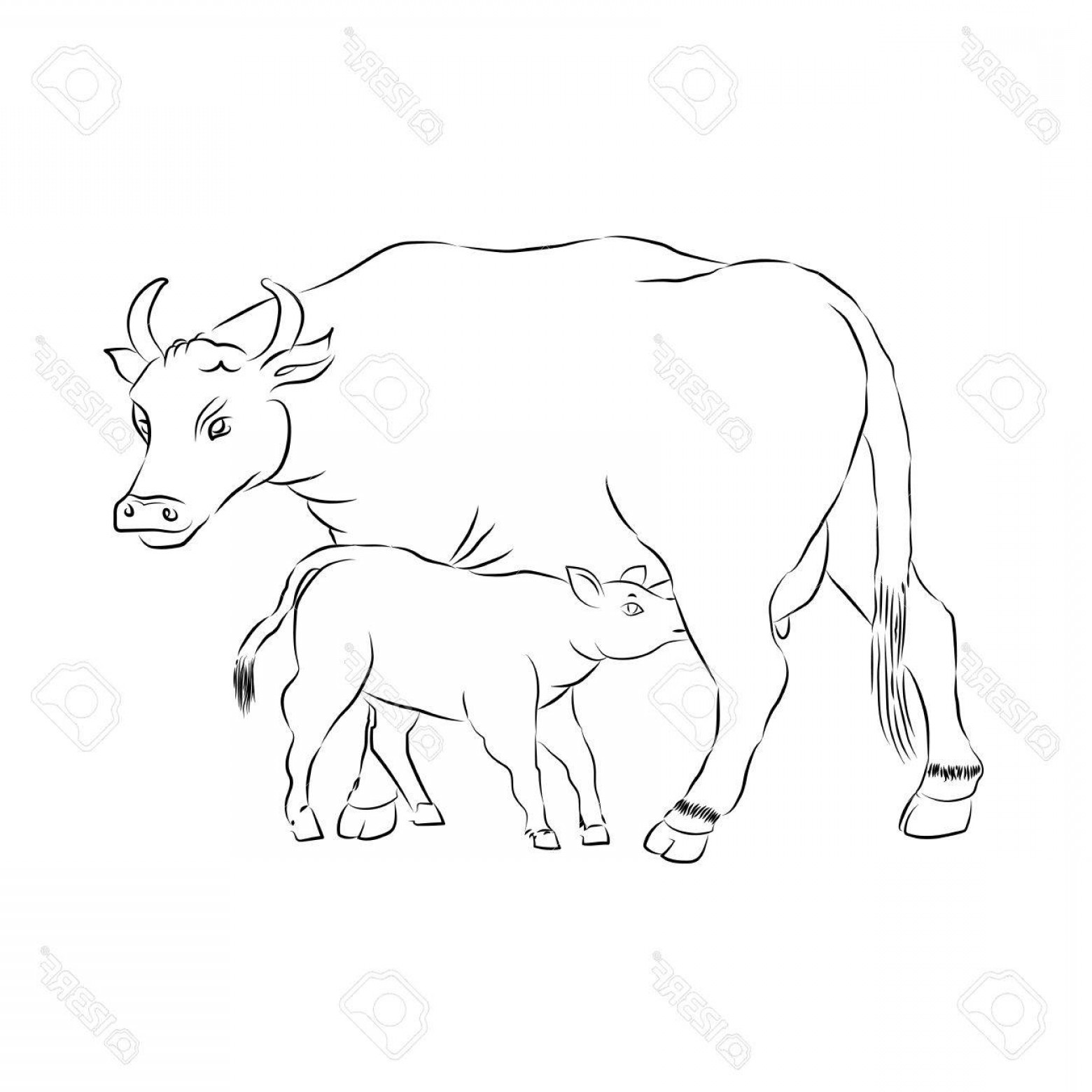 1560x1560 Photostock Vector Cow And Calf Outline Vector Silhouette