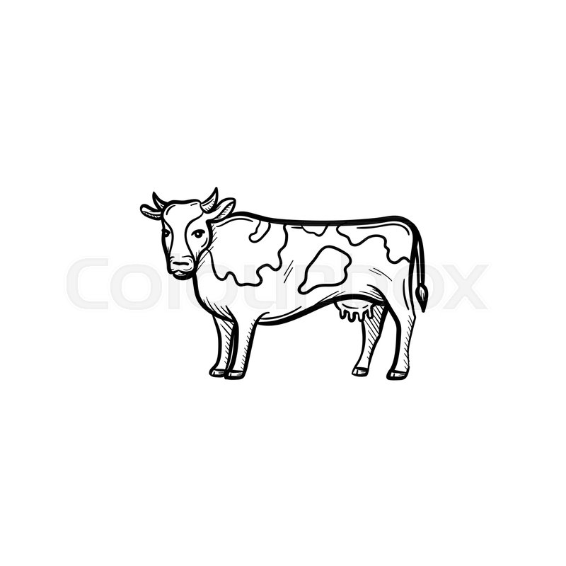 800x800 Vector Hand Drawn Cow Outline Doodle Stock Vector Colourbox