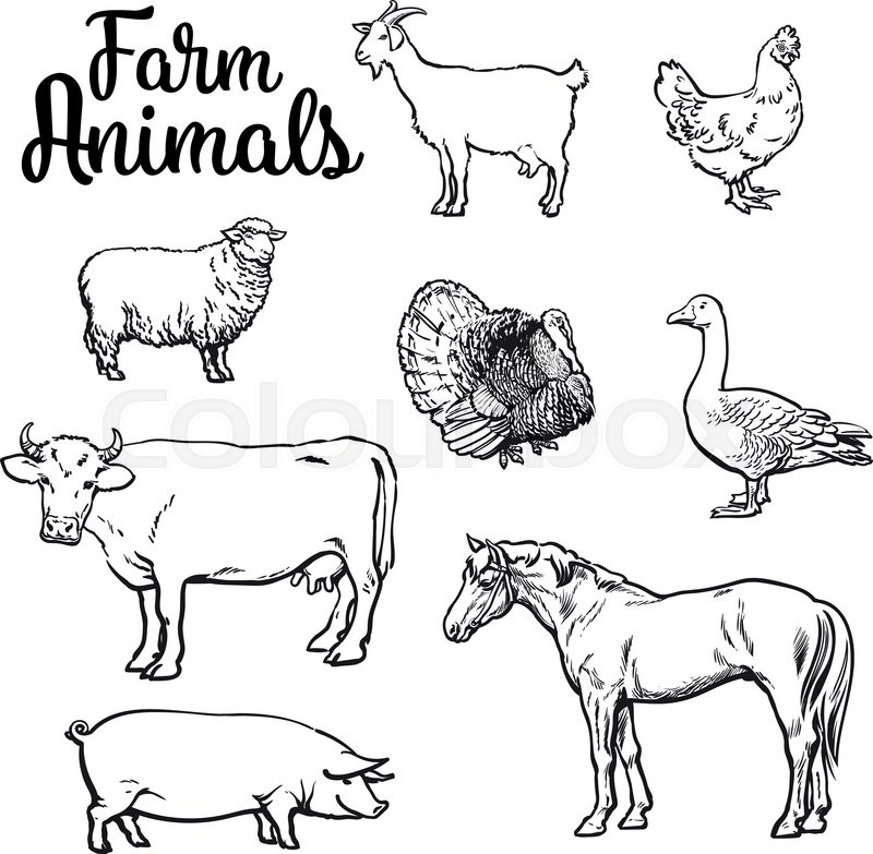 Farm Animals, Cow, Pig, Chicken, Stock Vector Colourbox 800x783 Farm Animals, Cow, Pig, Chicken, Stock Vector Colourbox