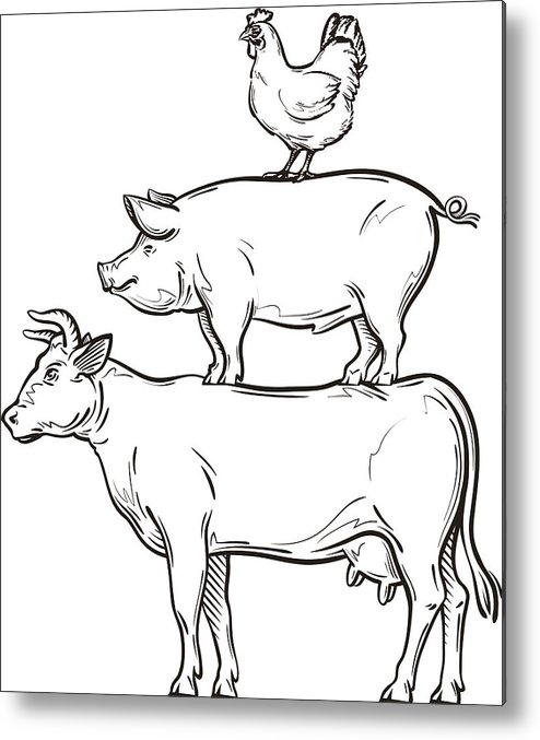 Hand Drawn Cow, Pig, Chicken Vector Illustration Metal Print 494x677 Hand Drawn Cow, Pig, Chicken Vector Illustration Metal Print