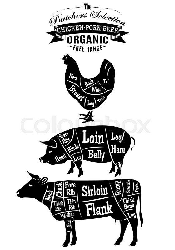 Vector Diagram Cut Carcasses Of Stock Vector Colourbox 560x800 Vector Diagram Cut Carcasses Of Stock Vector Colourbox