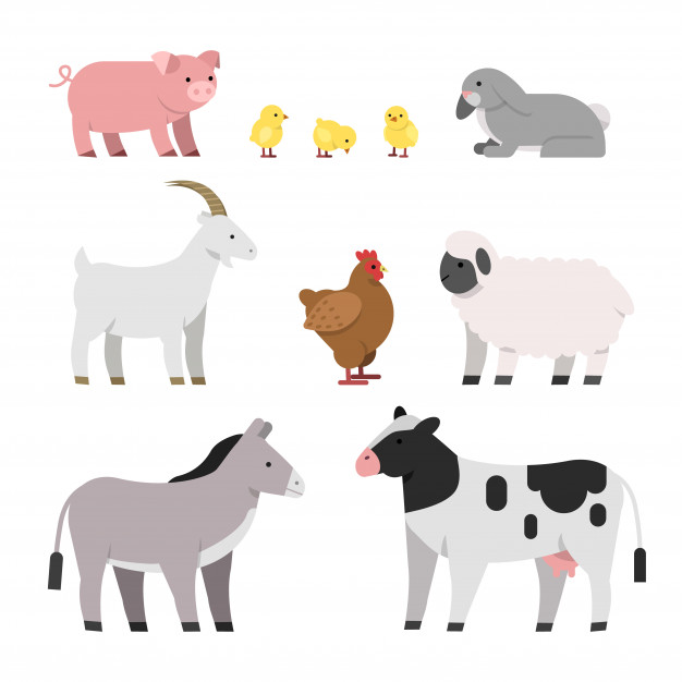Cow And Chicken, Pig And Hen, Rooster And Sheep Vector Premium 626x626 Cow And Chicken, Pig And Hen, Rooster And Sheep Vector Premium