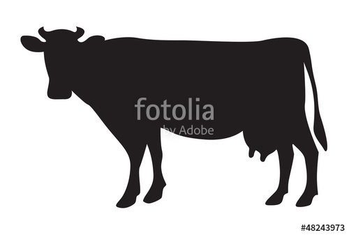 Cow Silhouette Isolated On White Stock Image And Royalty Free 500x337 Cow Silhouette Isolated On White Stock Image And Royalty Free
