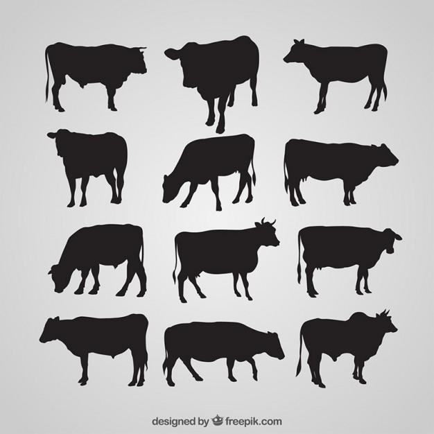 Cow Silhouettes Collection Vector Premium Download 626x626 Cow Silhouettes Collection Vector Premium Download