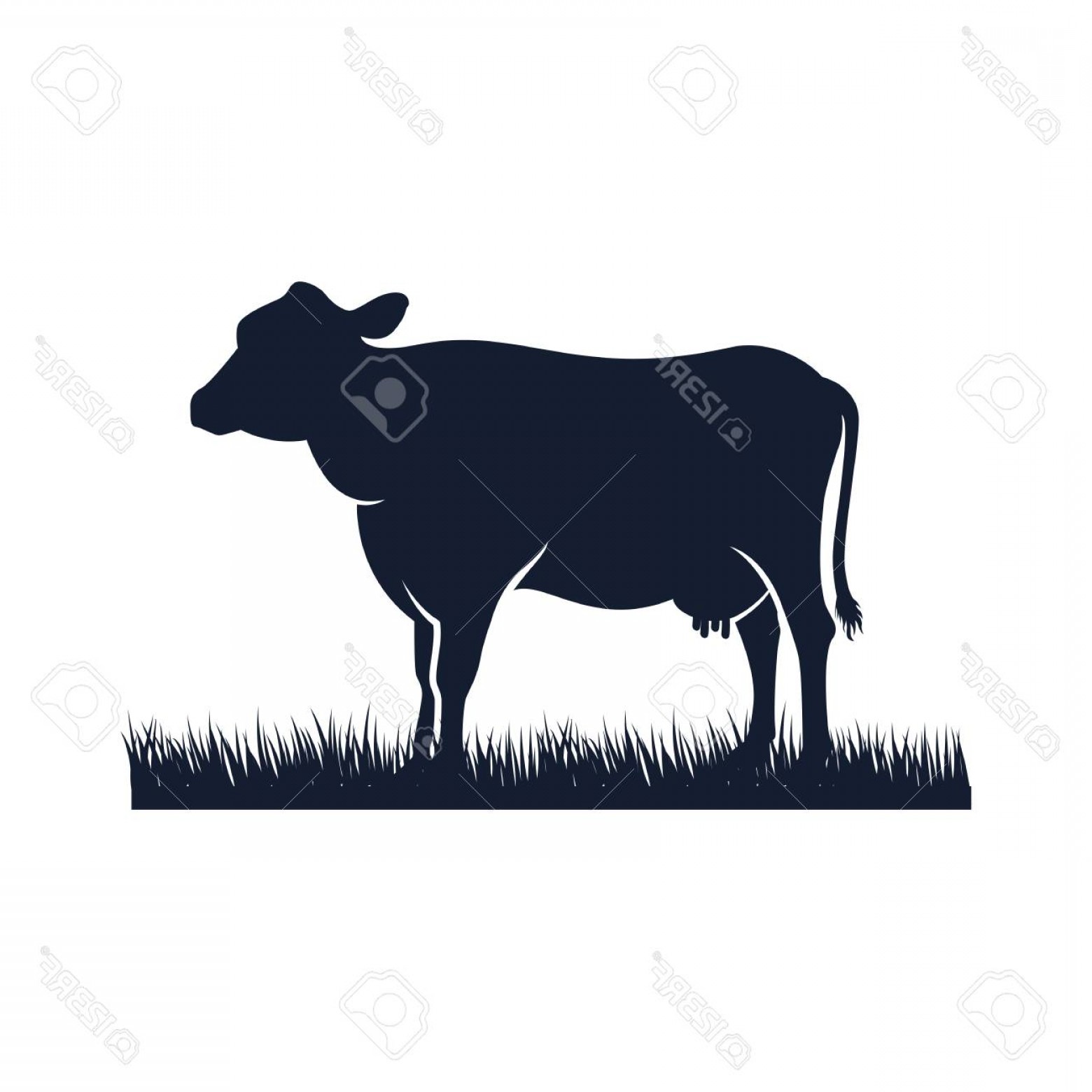 Photostock Vector Cow Silhouette Vector Icon Black Angus Vector 1560x1560 Photostock Vector Cow Silhouette Vector Icon Black Angus Vector