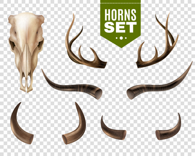 626x500 Bull Skull Vectors, Photos And Free Download