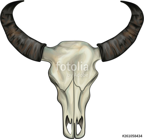 500x482 Cow Skull