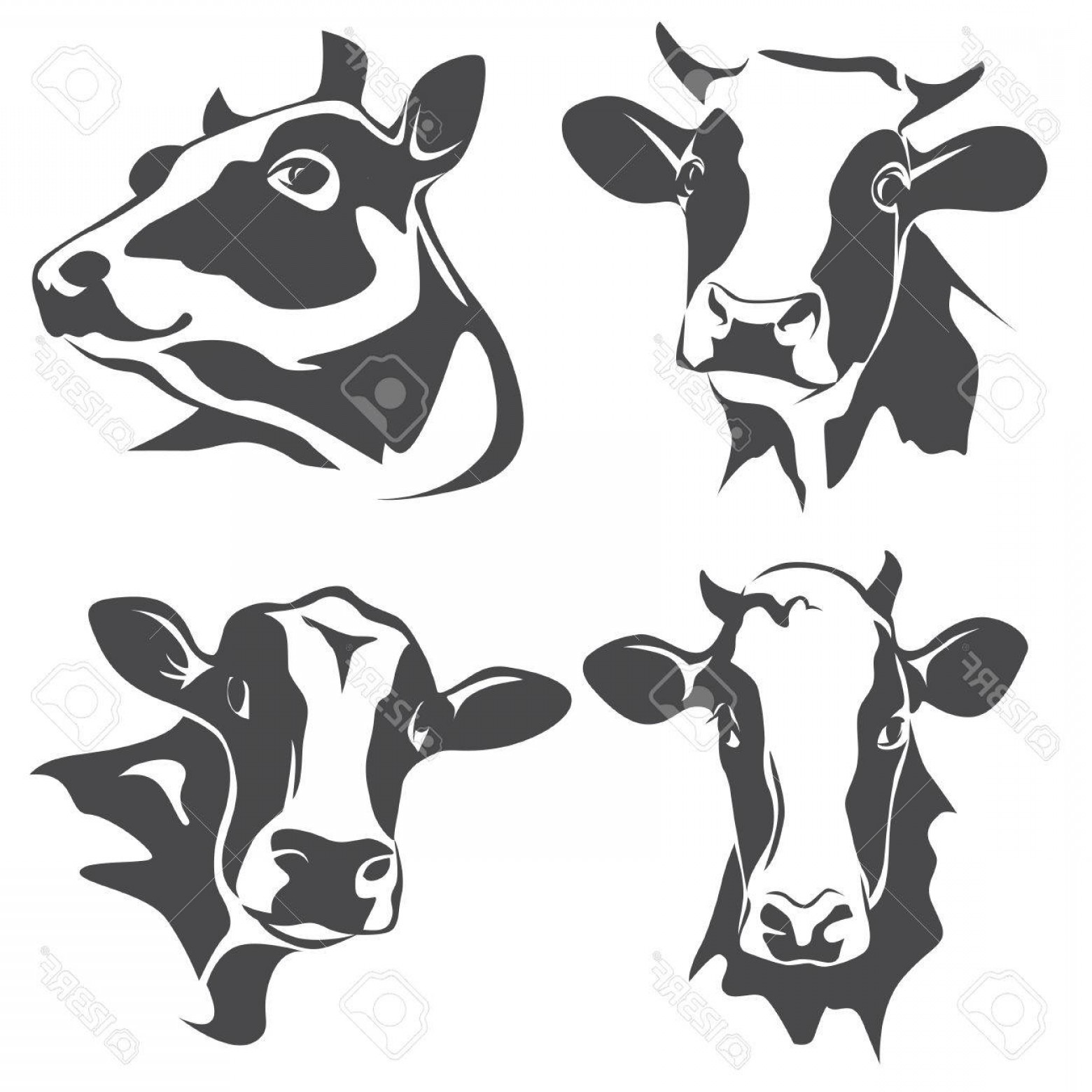 1560x1560 Cow Vector Art Show Sarahgardan