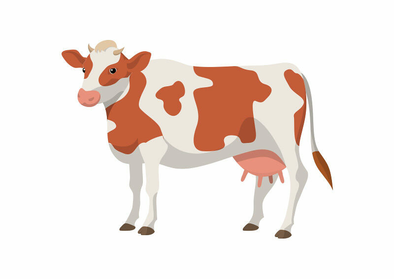 800x566 Cow Vector Illustration