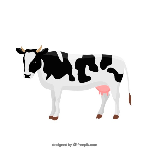 626x626 Cow Vectors, Photos And Free Download