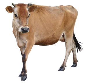 300x291 Download Free Png Cow Vector
