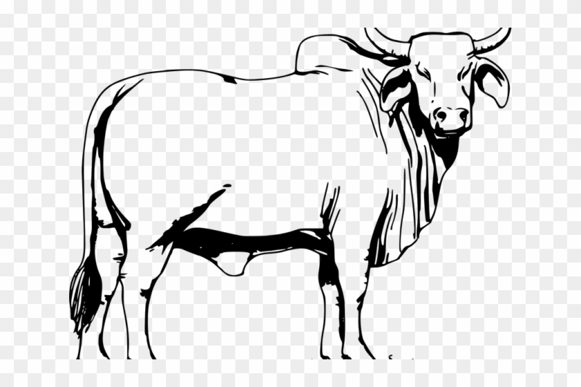 840x560 Drawn Cow Vector