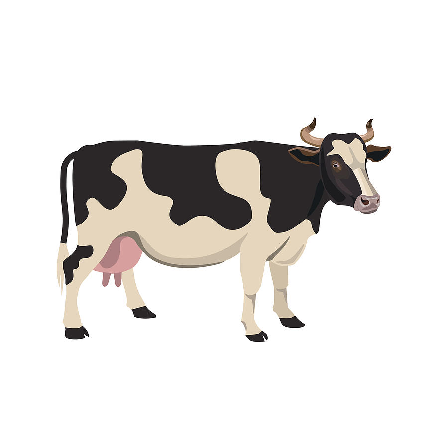900x900 Spotted Cow Vector