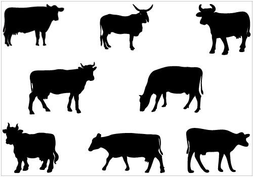 500x350 Cow Vector Clipart