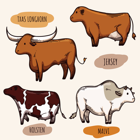 490x490 Cattle Vectors