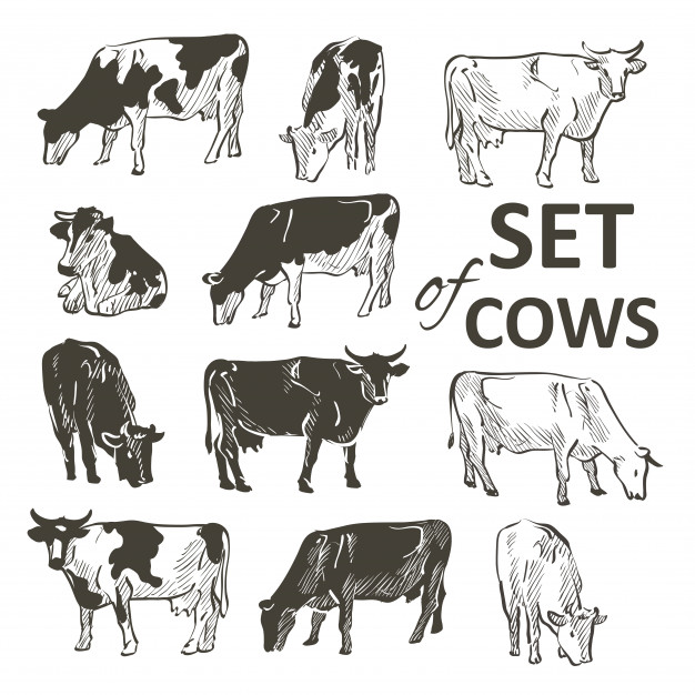 626x626 Cow Head Vector Free Download