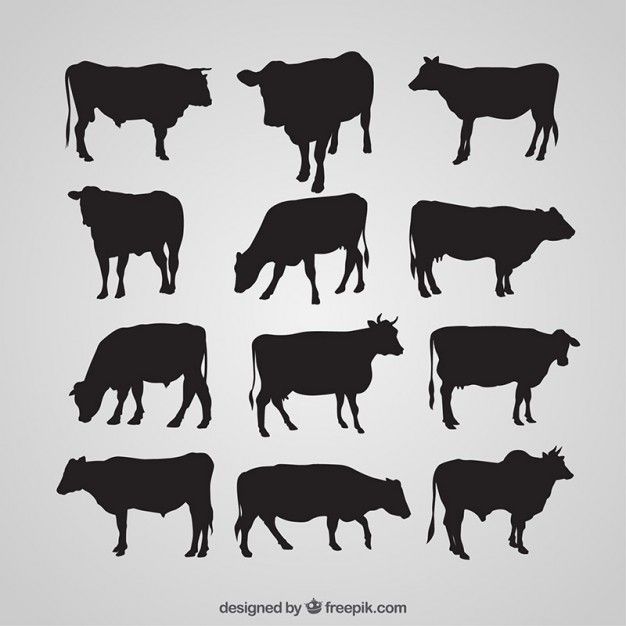 626x626 Cow Silhouettes Collection Free Vector Batavia