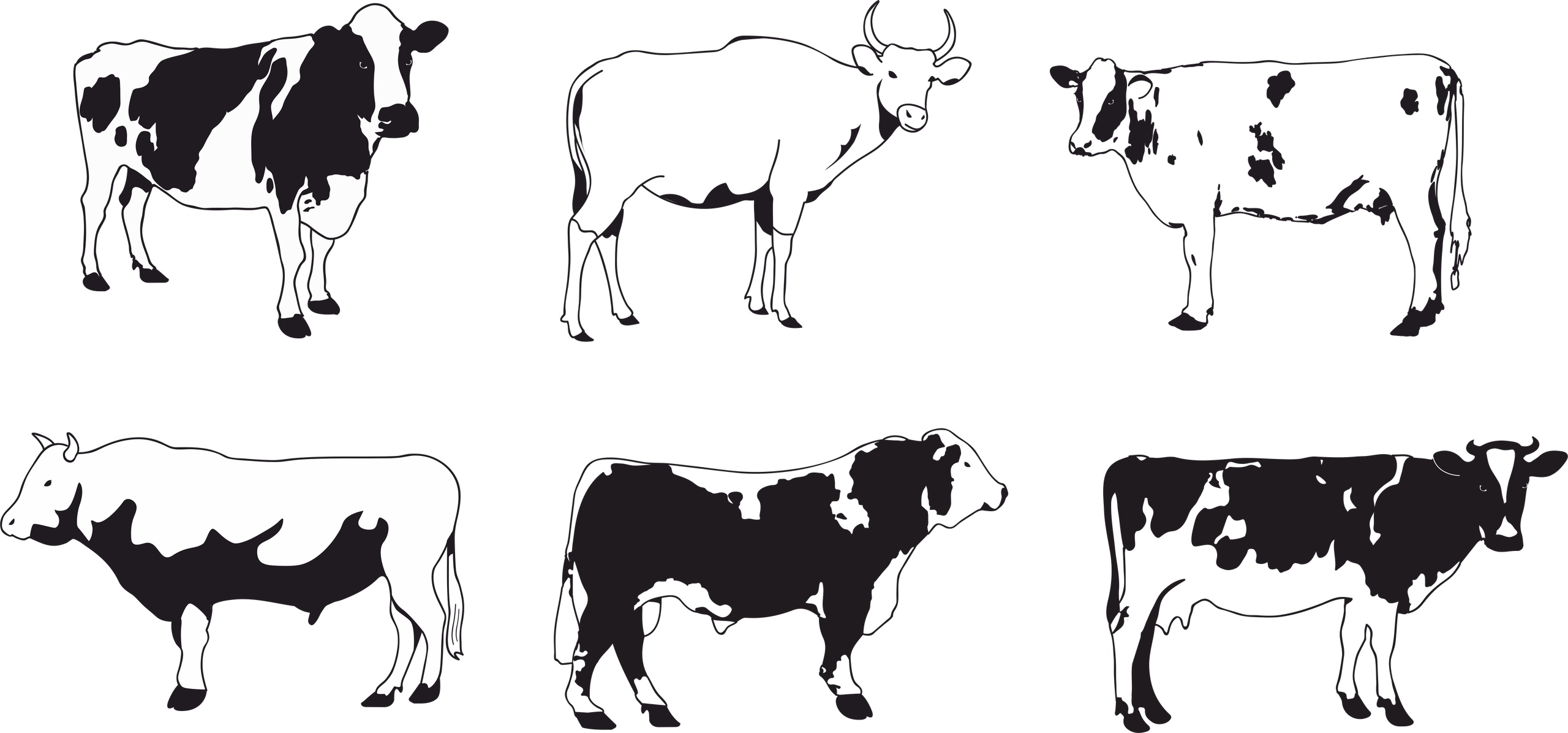 2560x1196 Cows Vector Set Free Vector Cdr Download