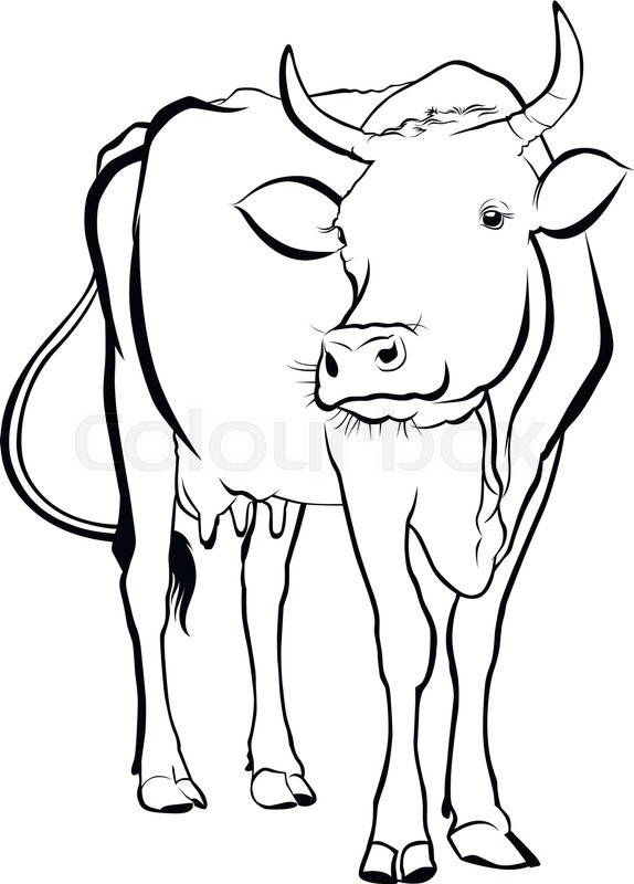 574x800 Cow Cow Farm Cow Animal Cow Vector Stock Vector Colourbox