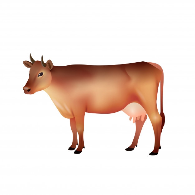 626x626 Cow Vectors, Photos And Free Download