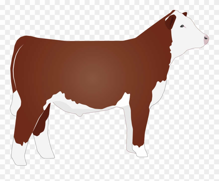880x727 Beef Vector Hereford Cow