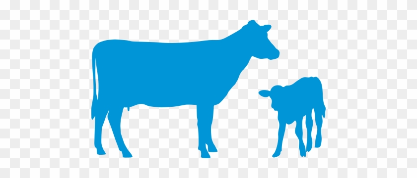 840x360 Keeping Track Of Calving And Which Cows Have Calved