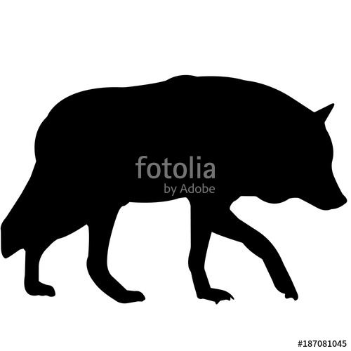Coyote Stock Image And Royalty Free Vector 500x500 Coyote Stock Image And Royalty Free Vector
