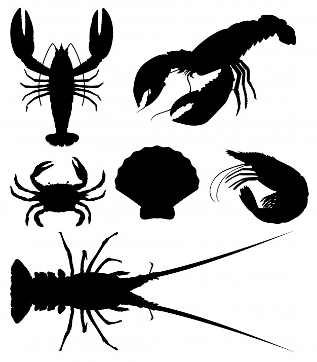 626x714 Crab Vectors, Photos And Free Download