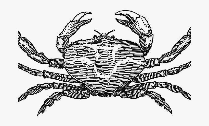 820x497 Crab Images Free Crab Free Vector Elephant