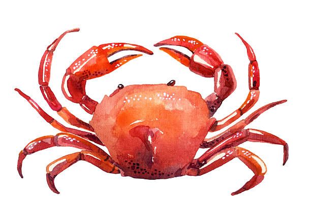 612x428 Watercolor Crab Vector Art Illustration Crabby Cancer