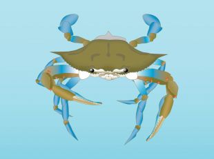 310x231 Crab Vector Free Vectors Ui Download